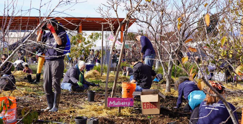 A group of volunteers works on planting a garden. In the center, we see a tree label that says "Mulberry".